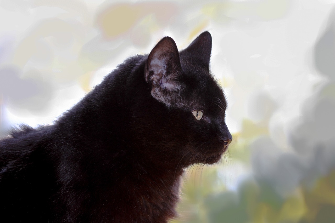 最新凉山猎犬黑色品种出售，优选黑色猎犬